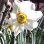 Daffodil (Narcissus poeticus)