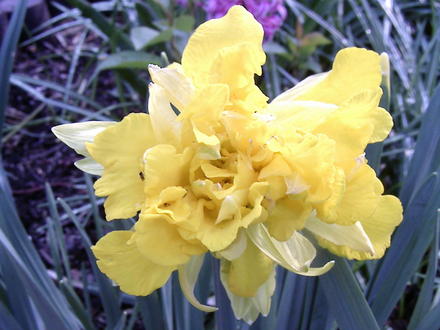 Double Daffodil (Narcissus)