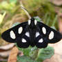 Moth_eight-spotted_forester_8-22-08_ground_sm