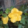 fremontodendron californicum