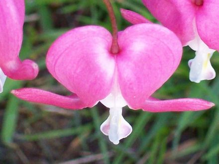 Bleeding Heart