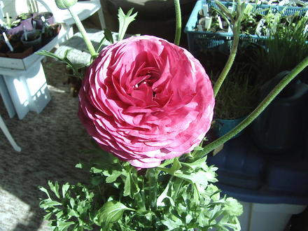 New pink Ranunculus (Ranunculus asiaticus)