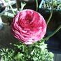 2008-04-24_new_pink_ranunculus