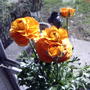 2008-04-24_orange_ranunculus