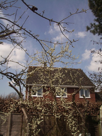 Damson Tree in Blossom  04.08 (Prunus insititia (Vistabile))