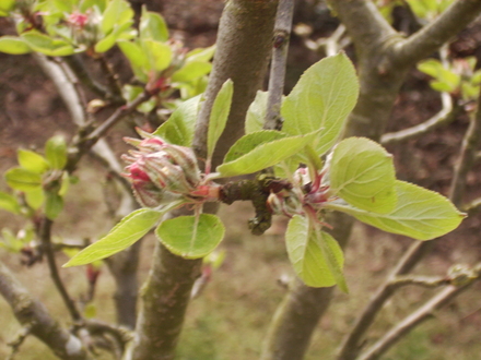 Buds breaking on the Family Apple Tree15.0.08 (Malus domestica (Vistabile))