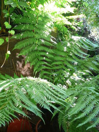 Another tree fern in the woodland garden. (Dicksonia antarctica (Soft tree fern))