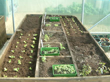 herb bed