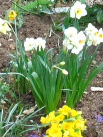Last of my Daffodils