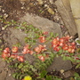 Chaenomeles (Japonica / Flowering Quince) Spring Blooms 04.08 (Chaenomeles speciosa)