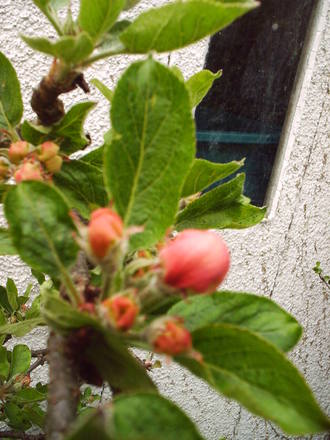 buds_of_apple_trees.jpg