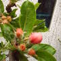 Buds_of_apple_trees