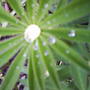 Lupin_with_rain