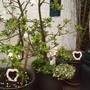Apples_trees