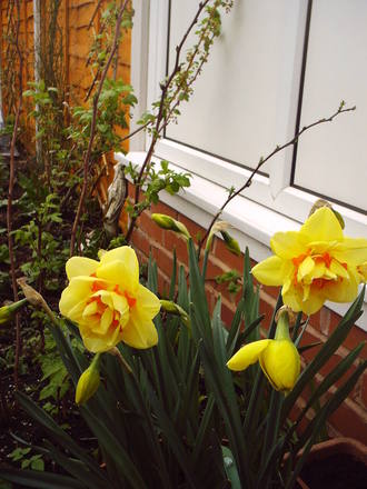 daffs_just_three.jpg