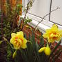Daffs_just_three
