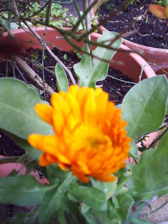 calendula_survive_from_last_year.jpg