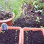 Kids_pots