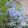 ceanothus