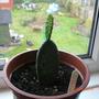 Cactus_2