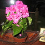 A garden flower photo