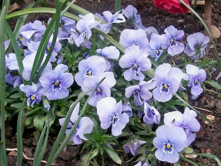 Viola 'Joker' (Viola)