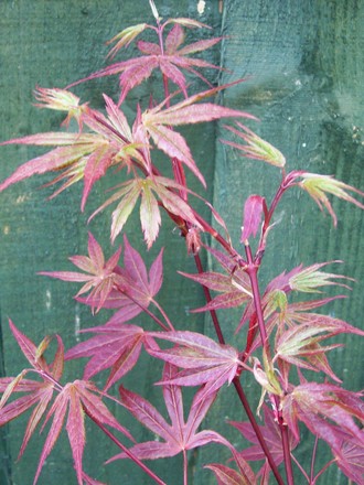 Acer palmatum 'Atropurpureum'  (Acer palmatum (Japanese maple))