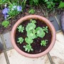 geranium and pertunia