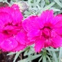 Dianthus
