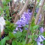 Bluebells (Hyacinthoides non-scripta)