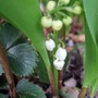 Convallaria majalis