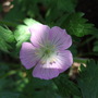 Geranium_mac