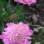 Scabious__pink_jewel_