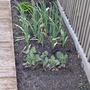 Veg patch in spring