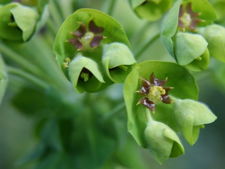 Plant Portraits - In My Garden
