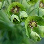 Euphorbia_cauriacus_wulfenii