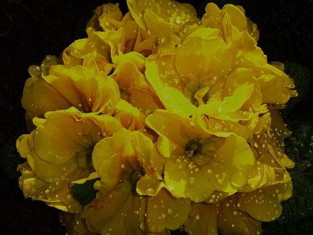 Plant Portraits - In My Garden