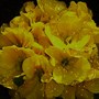 Plant Portraits - In My Garden