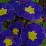 Polyanthus_blue_hybrids