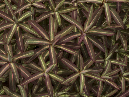 Foliage variatons4