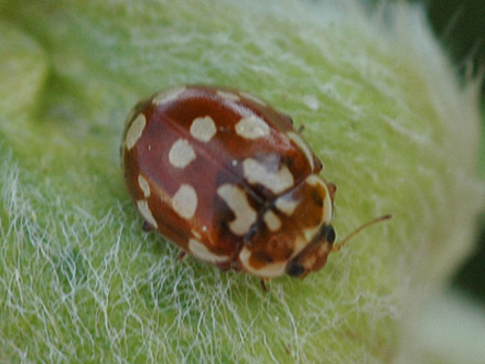 Harlaquin Ladybird ????