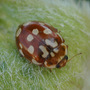 Harlaquin_ladybird_copy