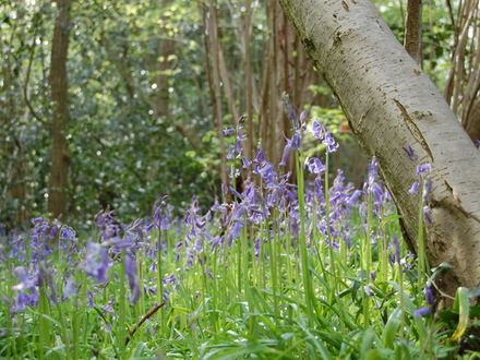 Better than I could do! (Hyacinthoides non-scripta (Bluebell))