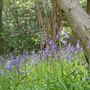 Better than I could do! (Hyacinthoides non-scripta (Bluebell))