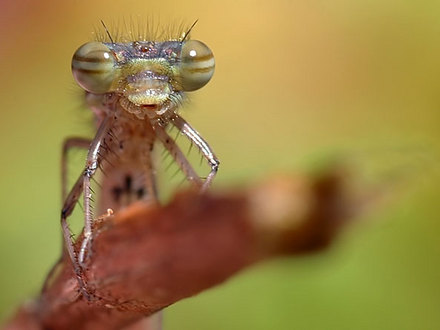 first damsel of the year