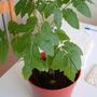 Minibel Tomato Plant