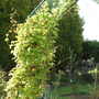 Spring__26