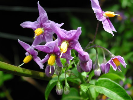 Solanum crispum 'Glasnevin' (Solanum crispum (Chilean potato tree)'Glasnevin')