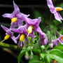 Solanum_crispum__glasnevin_