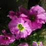 Double_pink_aubrieta